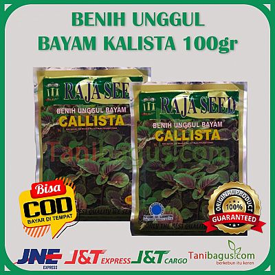 BENIH BAYAM CALISTA - 100 gr