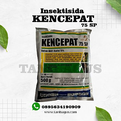 KENCEPAT 75 SP