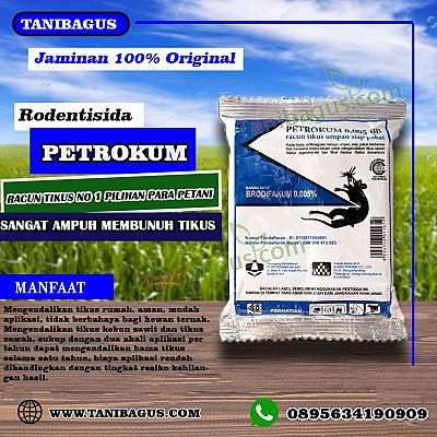 RACUN TIKUS PERTOKUM