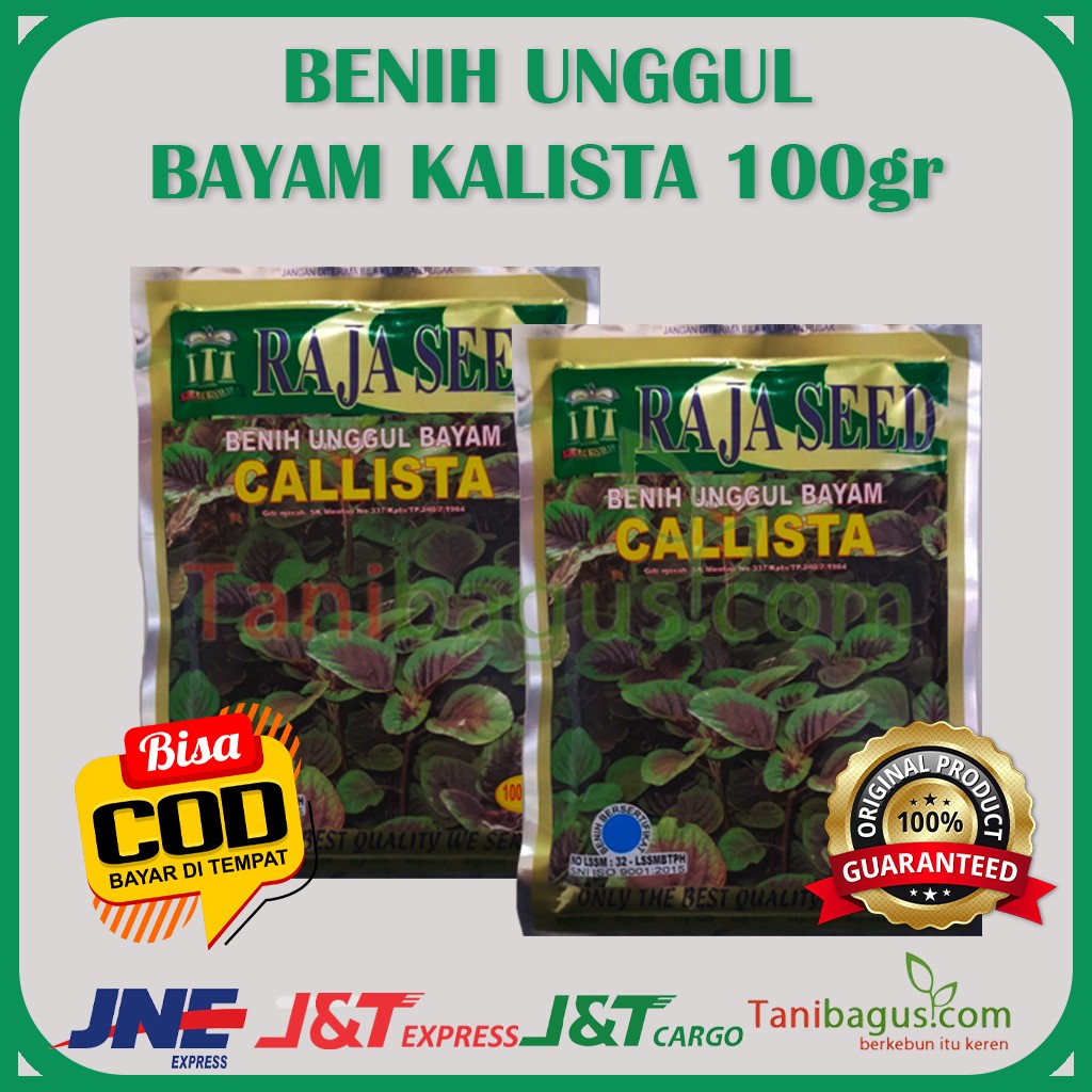 BENIH BAYAM CALISTA - 100 gr