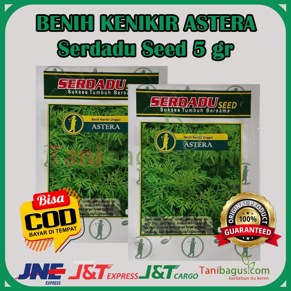 BENIH KENIKIR ASTERA