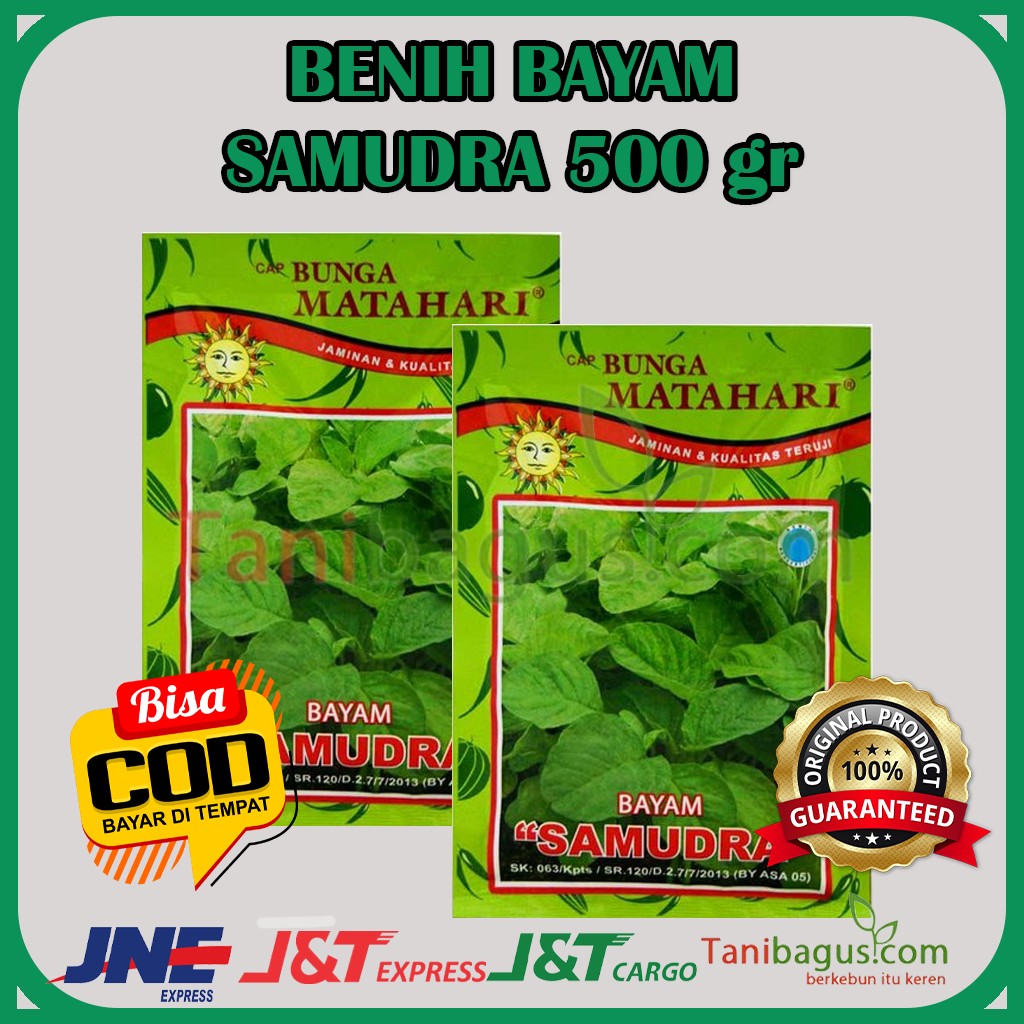 BAYAM SAMUDRA MATAHARI  - 500 gr