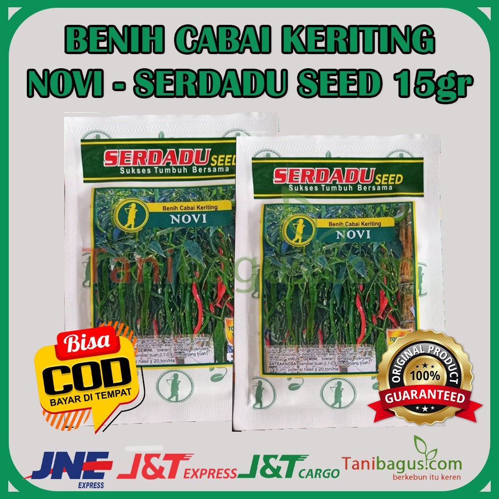 CABAI KERITING NOVI