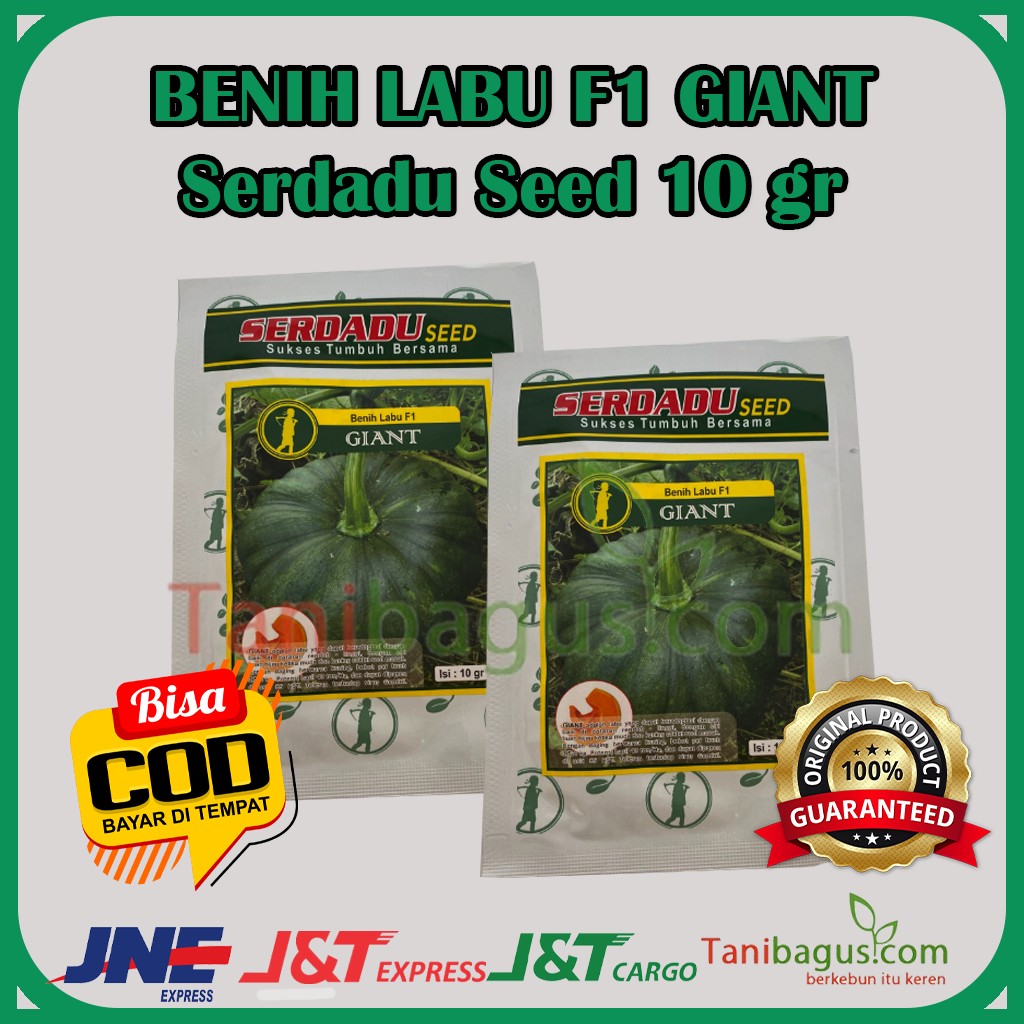 BENIH LABU F1 GIANT